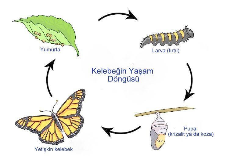 Kelebek Yumurtası